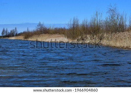 The landscape of the lake shore, overgrown with old yellow reeds and spring bushes, with opening buds and young foliage, under a blue sky, a moderate wind creates a small wave.