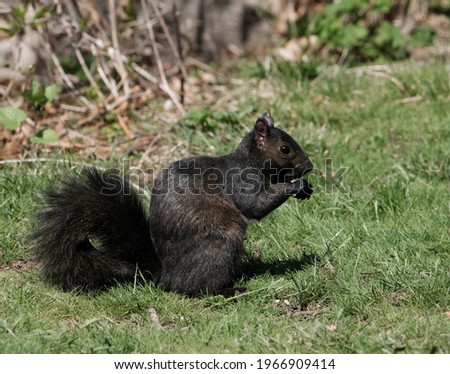 A black squirrel eating a nut.