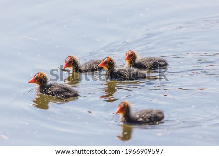 Moorhen chicks explore the waters edge on the Leeds Liverpool Canal near Crosby in May 2021.