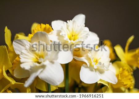 Close-up bouquet of a white-yellow narcissus, spring flowers. Macro image.