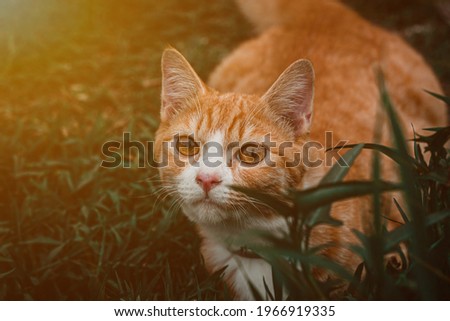 Cute ginger cat sitting in a sunny garden. Pet relaxing outdoor
