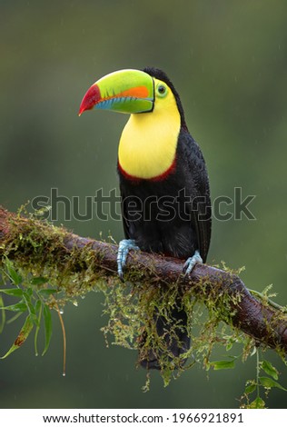 Closeup of a Keel-billed Toucan (Ramphastos sulfuratus) in the rain perched on a mossy branch in the rainforests of Costa Rica