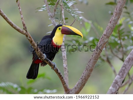 Closeup of a Chestnut-mandibled Toucan or Swainson's Toucan perched on a mossy branch in the tropical rainforests, Boca Tapada, Laguna de Lagarto Lodge, Costa Rica