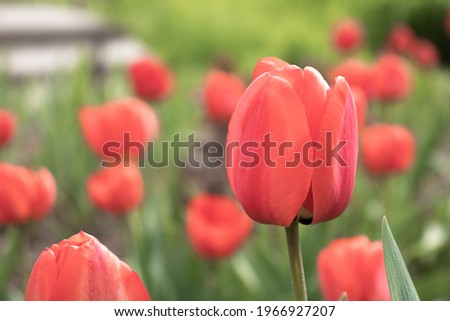 Red tulip close up on blurred background