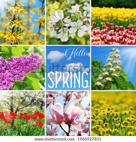Spring collage with eight colorful pictures of seasonal blooming flowers and the inscription "Hello spring"
