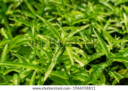 Background texture of the young tea leaves in the botanical garden with the soft sunlight in the afternoon as a background