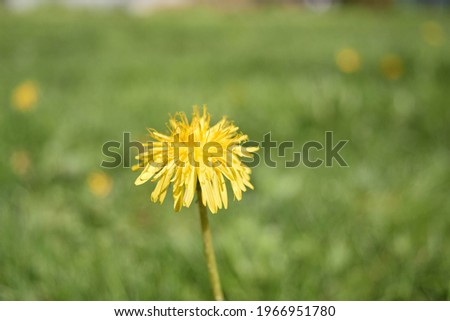 Macro Photo of a dandelion plant. Dandelion plant with a fluffy yellow bud. Yellow dandelion flower growing in the ground. Dandelion with plant Lamium purpureum.