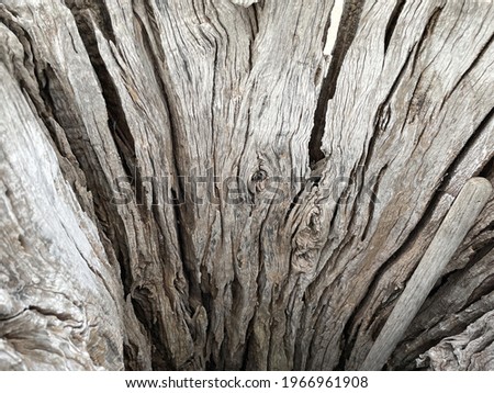 Tree trunk close up, texture, background, wallpaper