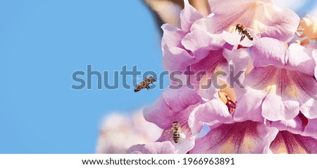Macro picture of a Paulownia flower with flying bees