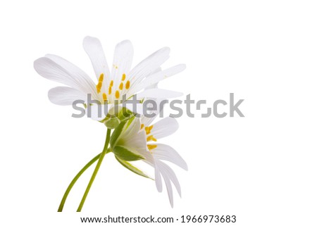 spring flowers arenaria gerbil Isolated on white background 