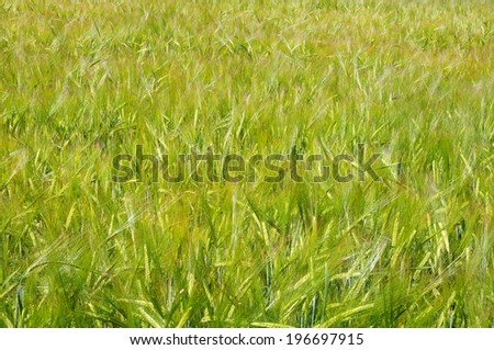 Green ears of wheat in spring morning closeup 