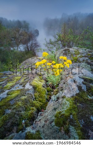 yellow spring flowers on the rocks in foggy morning on the river