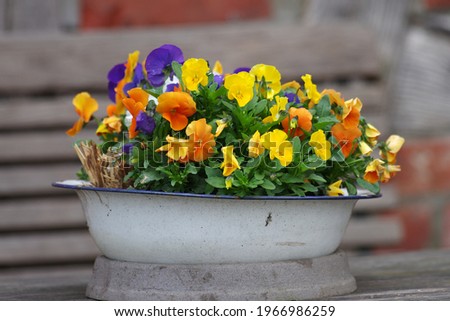 different colored pansies are planted in a bowl