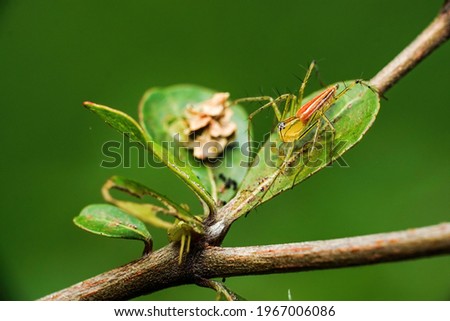 Closeup shot of a spider resting on a leaves. Selective focus