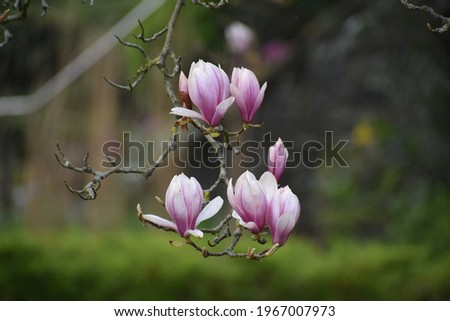 White and pink flowers of magnolia in front of dark background.