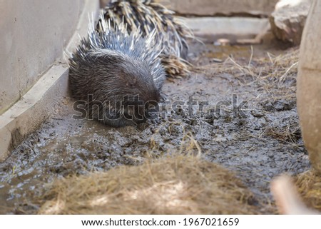 Porcupines in mud, a medium-sized mammal, are rather large, characterized by spiky fur on their bodies. Used for self defense