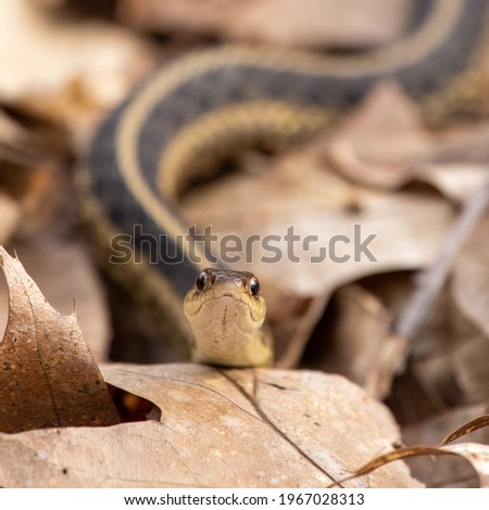 Garter snake slithering through the woods Royalty-Free Stock Photo #1967028313