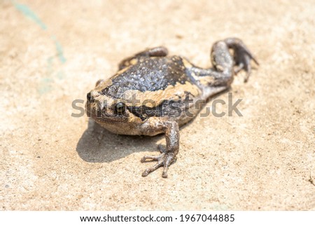 Close-up kaloula pulchra, fat, round, chubby female in the rainy season. Shaped like a frog