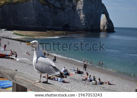A picture of Etretat, in Normandy, France. This is the beach during summer, in the front there is a seagull sitting on a fence. 