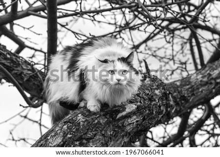 Beautiful adult long hair black white and red cat with big blue eyes scrambles on a tree
