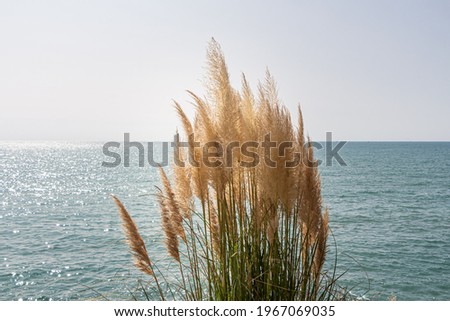 Dry yellow Cortaderia Selloana Pumila feather pampas grass with is on a blue sea and sky background Royalty-Free Stock Photo #1967069035