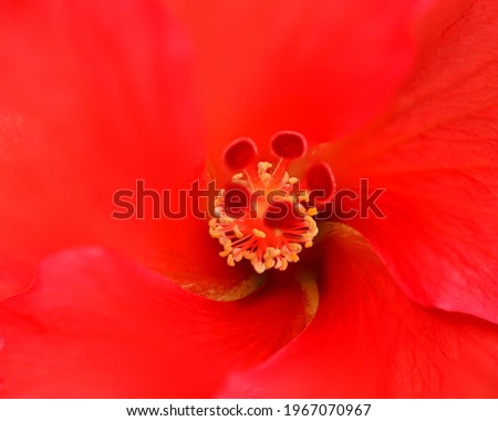 Macro of red hibiscus rosa-sinensis petals and polen.