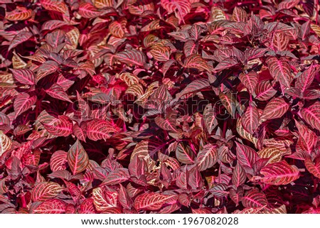 Background of growing red- leaved plants