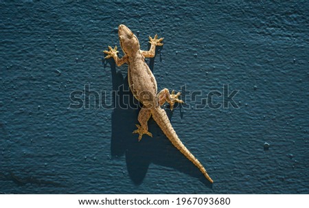 A photo of a lizard on a blue wall.