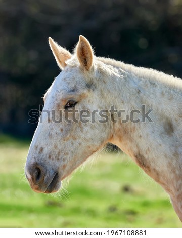 Spanish horse head, white with dark spots, in defocused green nature	