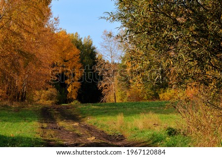Country road going deep into the autumn forest. High quality photo