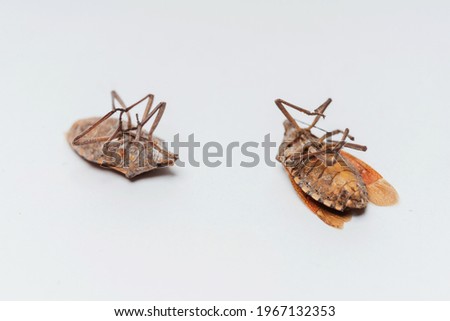 Dead dried insects out on a white background. Bedbugs legs up close-up.
