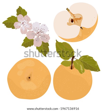 Vector stock illustration of a Snow pear or Korean pear on white background. Nashi pear fruits delicious and sweet. Close-up. Fresh sapodilla. Royalty-Free Stock Photo #1967136916