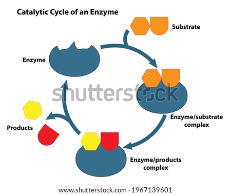 CATALYTIC-CYCLE Stock Vector Images - Avopix.com