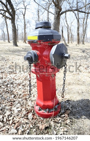 Red fire hydrant closs-up in the park. Trees in the background