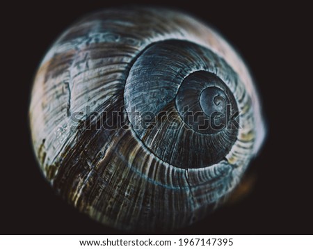 Snail shell in close up. Still life photography in studio.