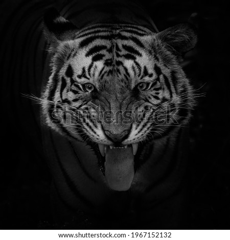The portrait of the tiger in monochrome Royalty-Free Stock Photo #1967152132