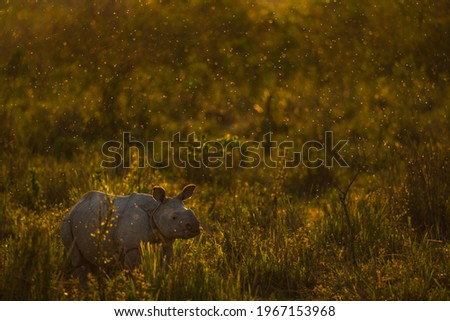 The young one horned rhino calf Royalty-Free Stock Photo #1967153968