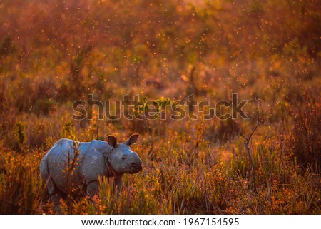 The young one horned rhino calf by the habitat Royalty-Free Stock Photo #1967154595