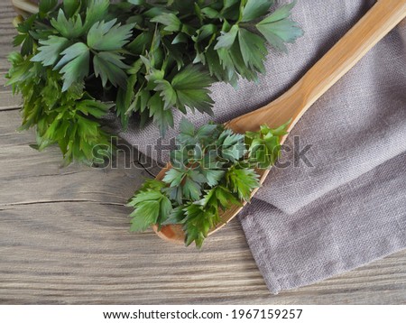 Aromatic spicy herb lovage with fresh green leaves in a wooden spoon, flat layout. Medicinal plant levisticum for use in cooking, alternative medicine, homeopathy and cosmetology Royalty-Free Stock Photo #1967159257