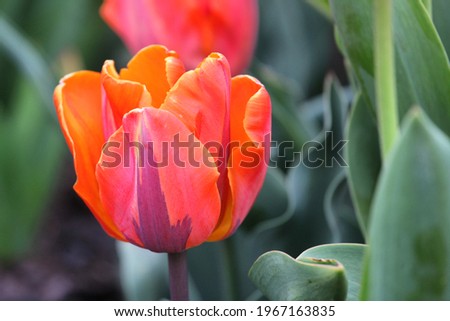 Orange and pink single triumph tulip 'Princess Irene' in flower Royalty-Free Stock Photo #1967163835