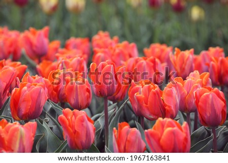 Orange and pink single triumph tulip 'Princess Irene' in flower Royalty-Free Stock Photo #1967163841