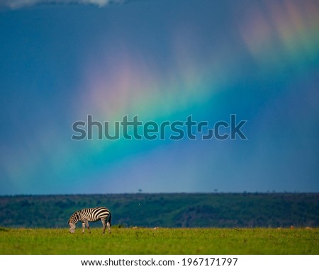 A zebra by the African savannah, with a rainbow backdrop Royalty-Free Stock Photo #1967171797