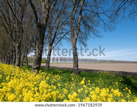 landscape with rapeseed flowers in dutch province of flevoland under blue sky in the netherlands