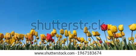 panorama picture with yellow tulips in field under blue sky
