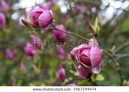 Spring blooming big pink Magnolia flower in the park. High quality photo. Czech republic, Europe. 