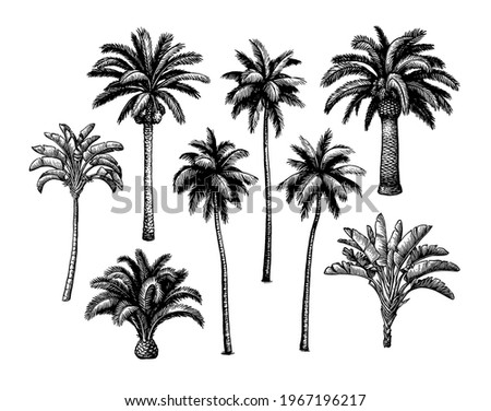 Palm trees. Collection of ink sketch isolated on white background. Hand drawn vector illustration. Retro style.