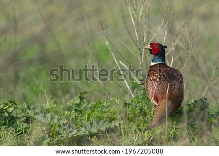 Male Common Pheasant Phasianus colchicus in the wild. Royalty-Free Stock Photo #1967205088
