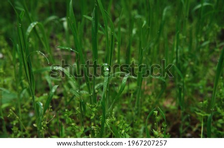 Bright green grass with dew drops close up. Macrophotography of wet grass. Minimalist screensaver with elements of nature and the environment.