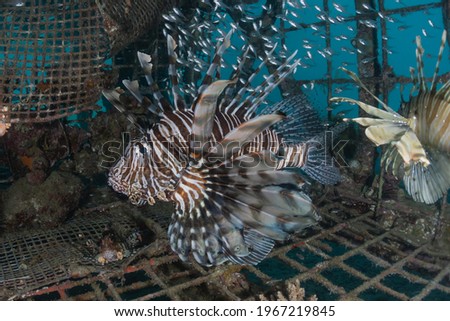Lion fish in the Red Sea colorful fish, Eilat Israel
