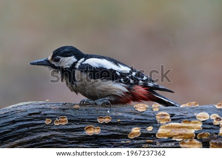 Great spotted Woodpecker perched on a birch branch and wet under the rain.
